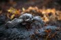   Baby Leatherback turtle making its way sea. sea  